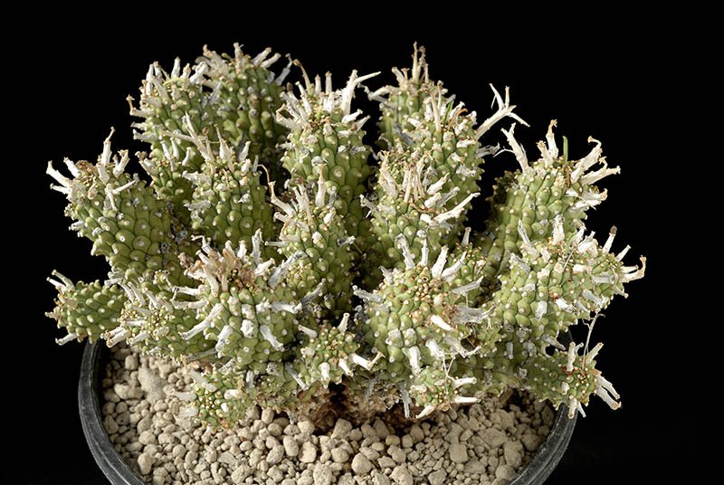 Euphorbia braunsii Cm. 12 €  50,00.jpg